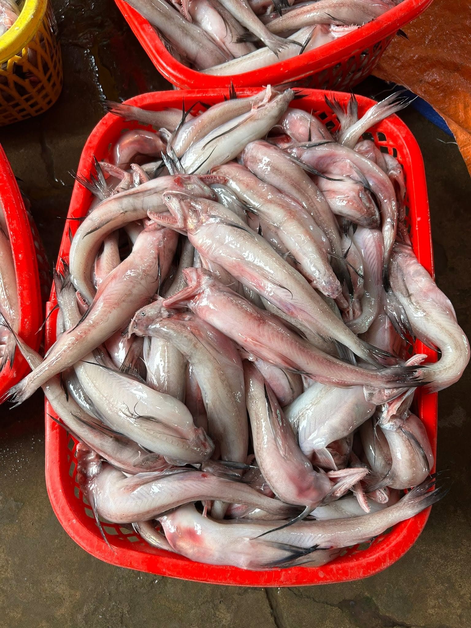 Khoai (клубнеплоды)