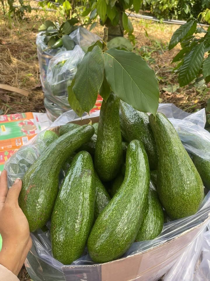 В наличии 100 кг авокадо 034 из Даклака