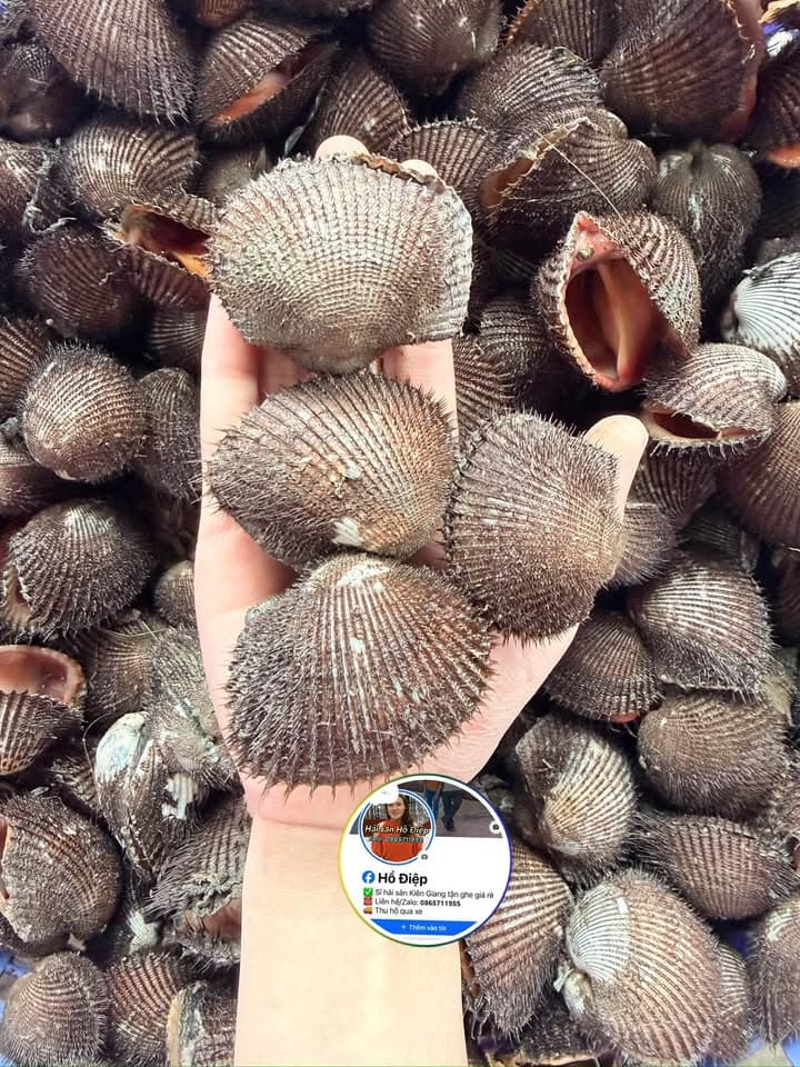 Опт: кальмар mực bầu, кровяные моллюски, волосатая ракушка и колючая морская улитка ốc gai