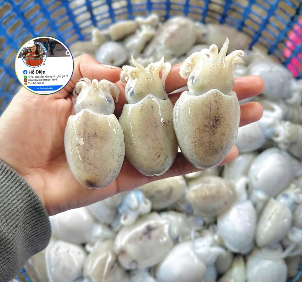 Опт: кальмар mực bầu, кровяные моллюски, волосатая ракушка и колючая морская улитка ốc gai