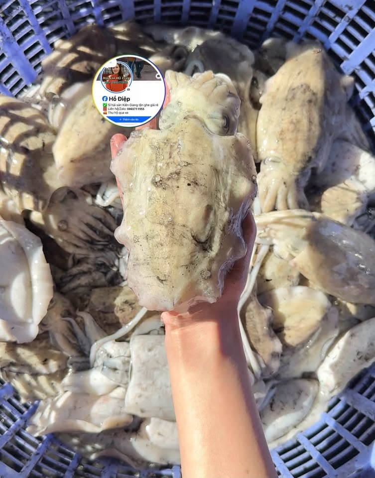 Опт: кальмар mực bầu, кровяные моллюски, волосатая ракушка и колючая морская улитка ốc gai