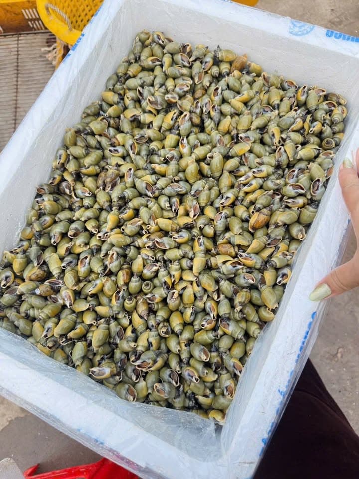 Креветки (Na cồ, Xé cồ) – цены оптом
