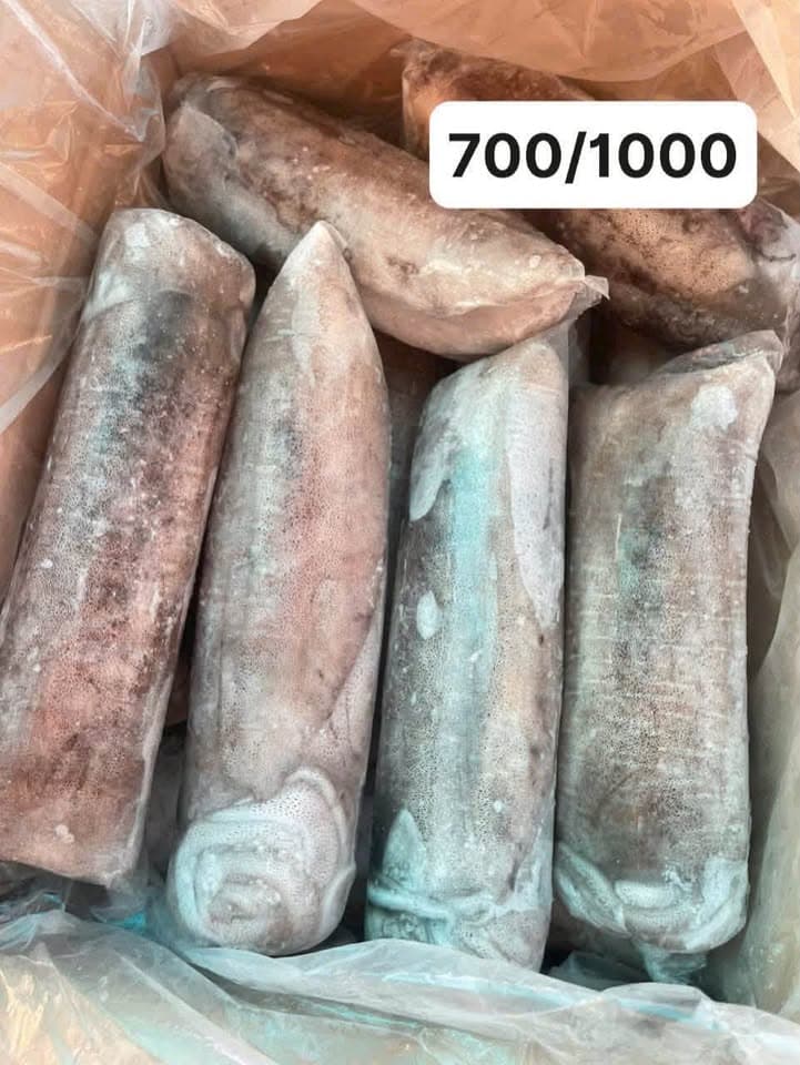 Рифовый кальмар mực lá cuộn
