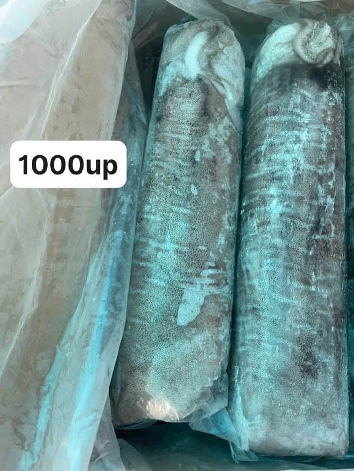 Рифовый кальмар mực lá cuộn