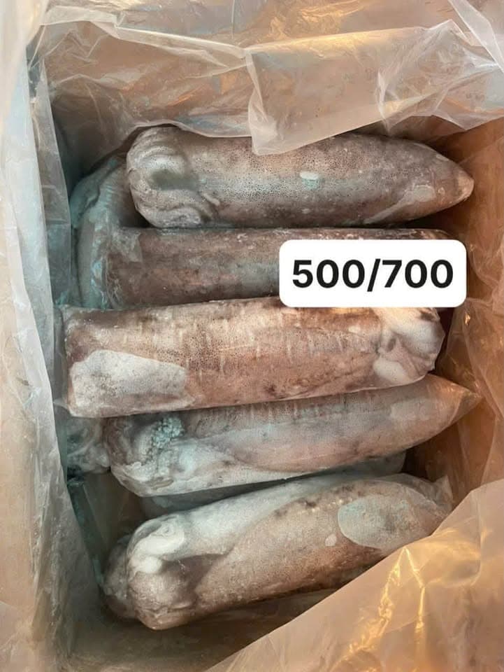 Рифовый кальмар mực lá cuộn